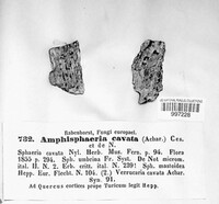 Amphisphaeria cavata image